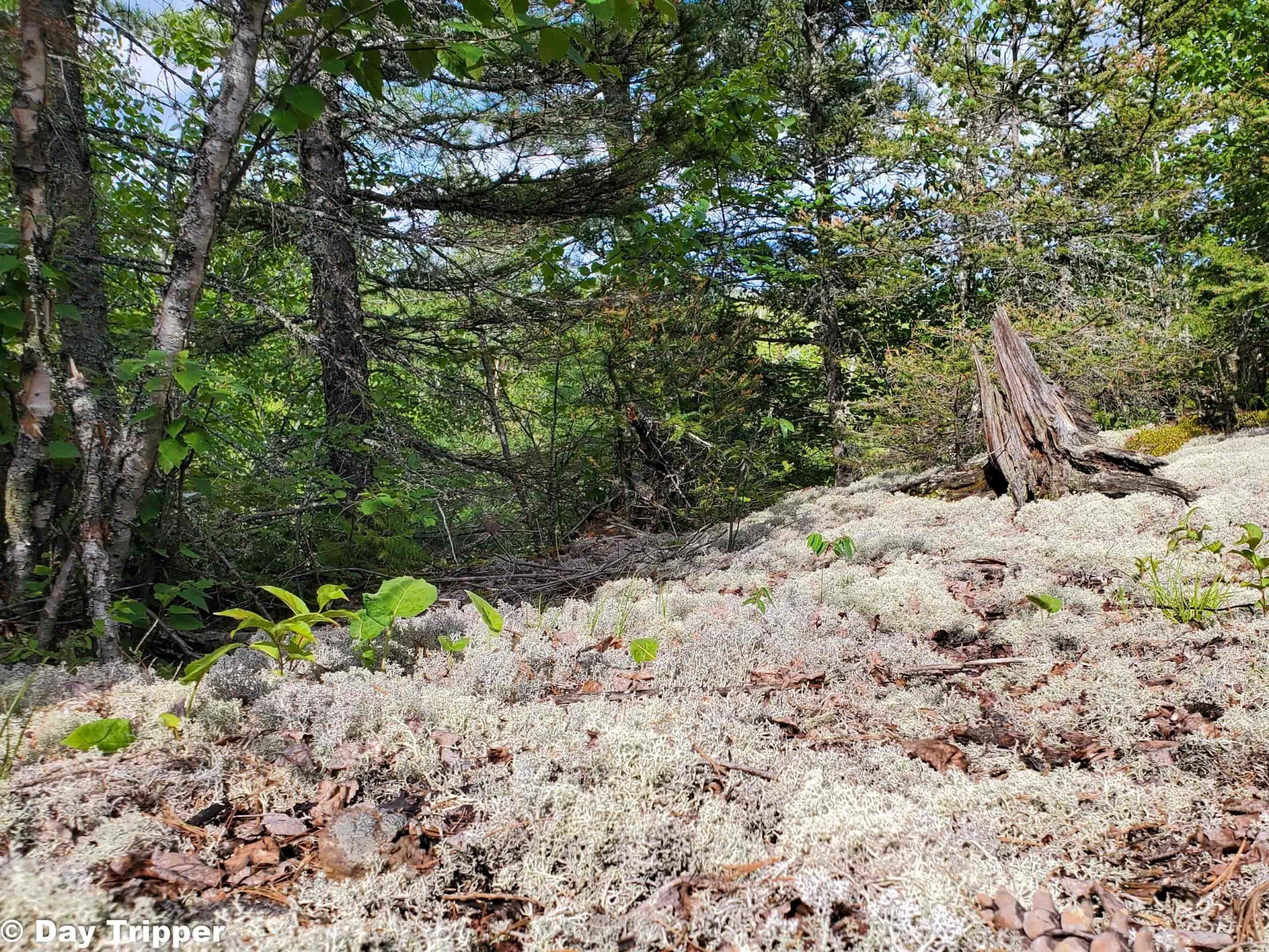 Moss-on-Humpack-Trail-scaled.jpg