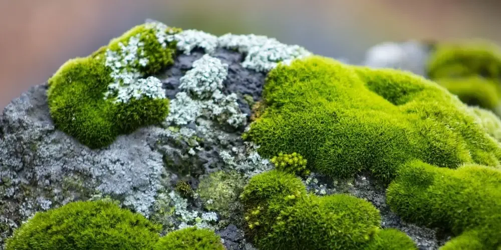 Moss-on-Stone.jpg