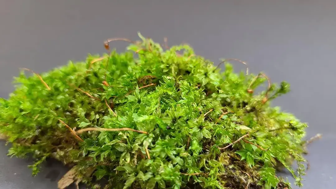 Moss-plant-3.jpg