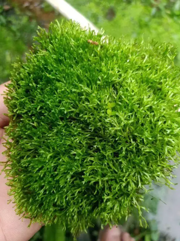 Moss-riccia-600x800.jpg