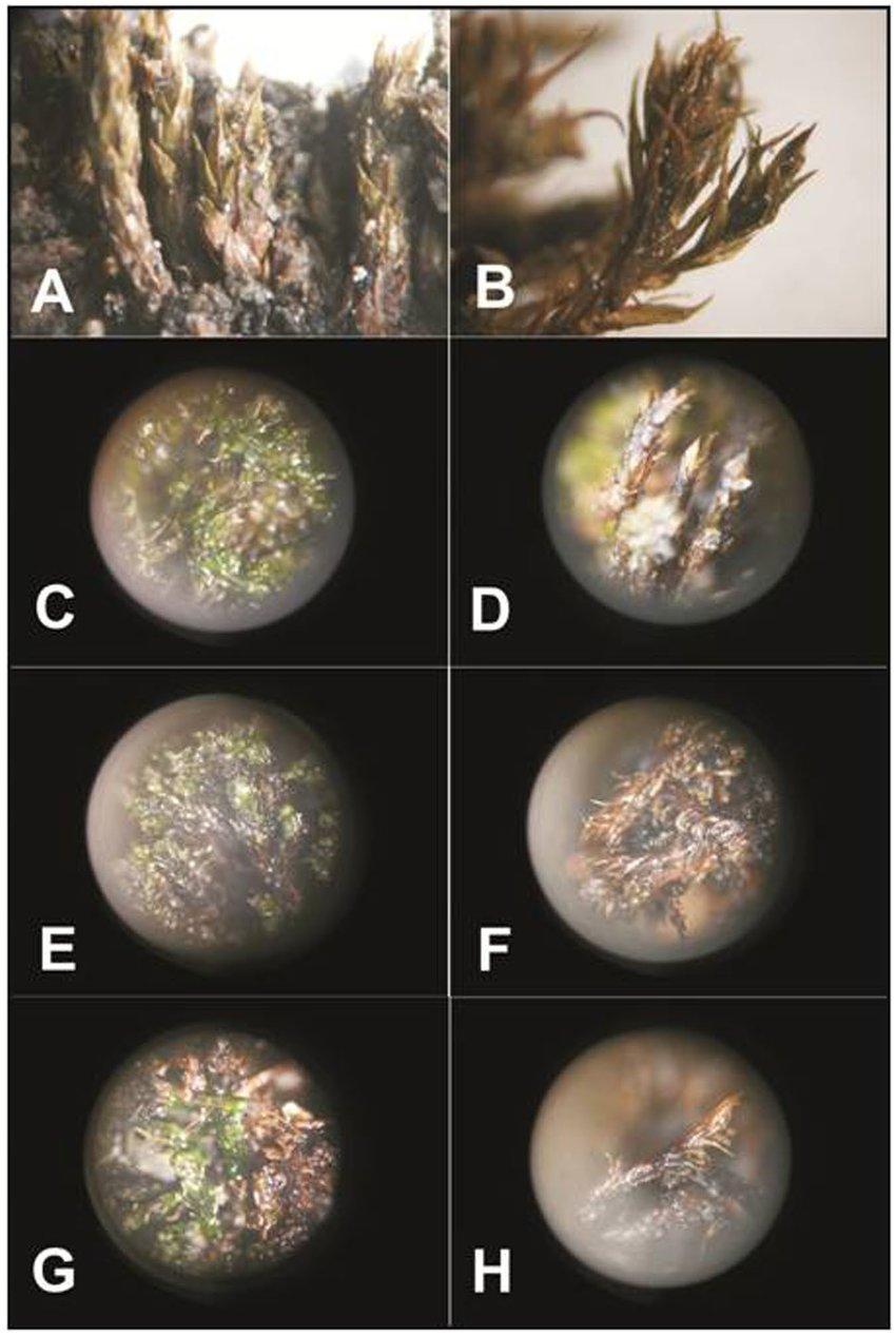 Moss-samples-of-Bryum-pseudotriquetrum-Hedw-P-Gaertn-A-E-G-and-Sanionia-uncinata.png