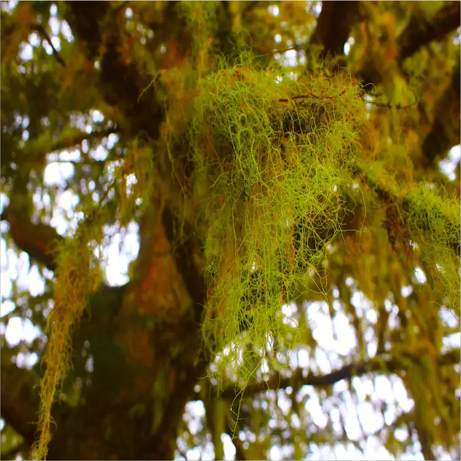 Moss.png