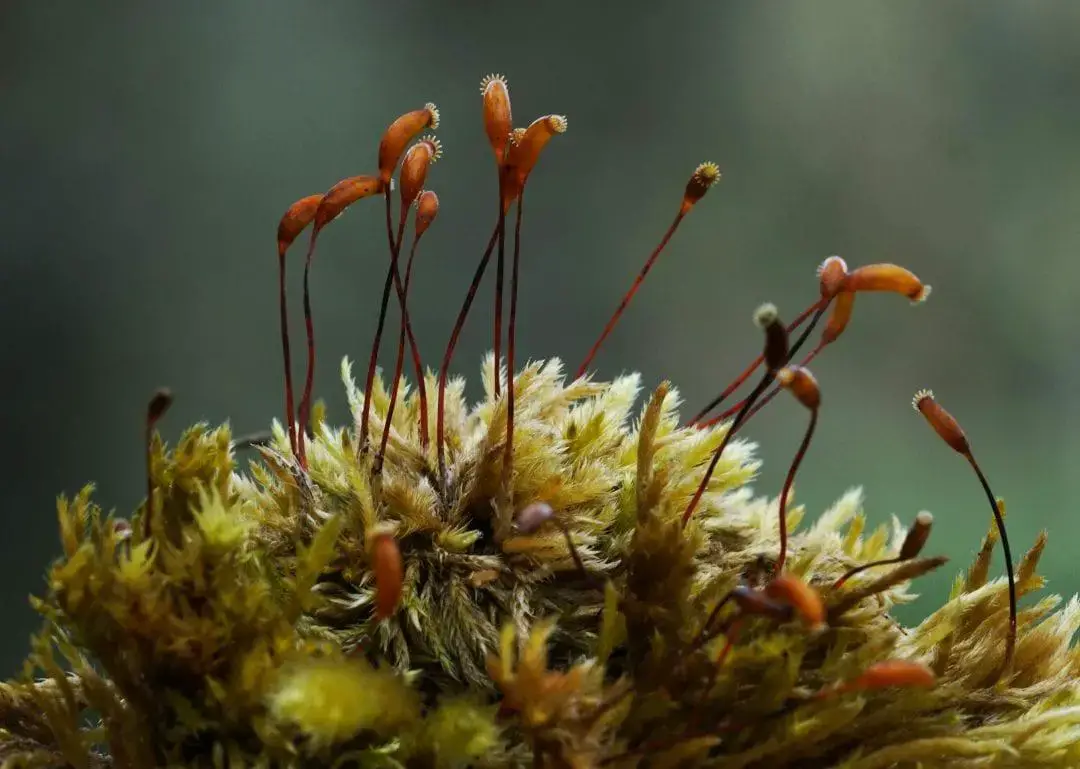 MossSporophytes-1pwril8-1080x769.jpg