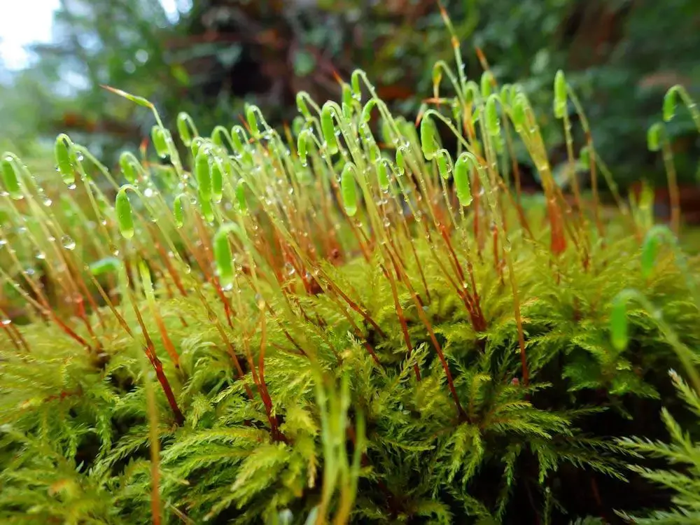 Moss_19_WHG19A.jpg