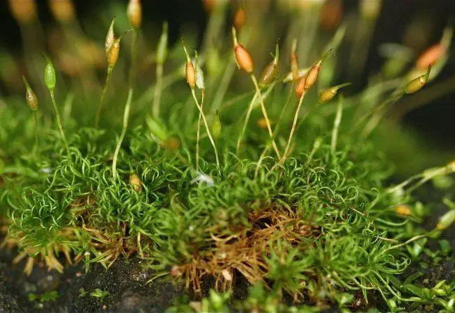 Moss_B53199_Weissia-breutelii_3_StE-653x450.jpg