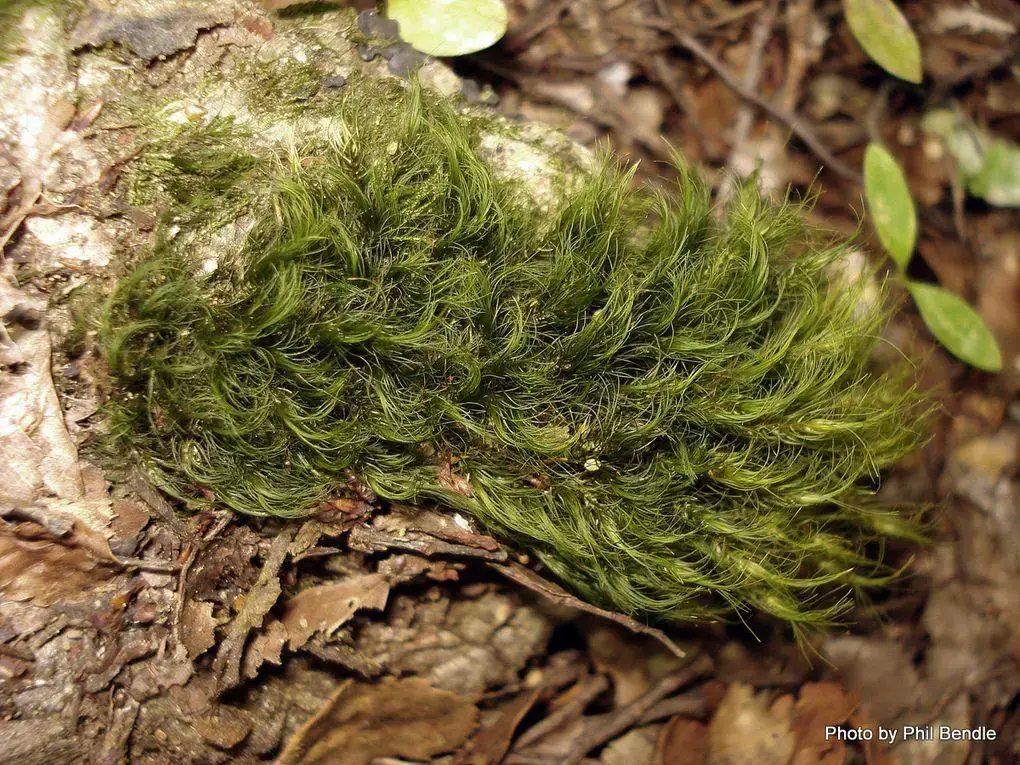 Moss_Genus_Dicranoloma_-001.JPG