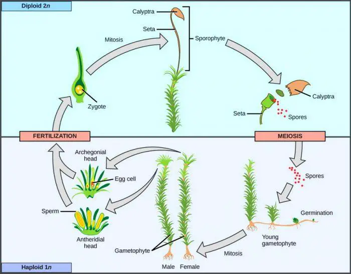 Moss_alternation_of_generations-700x546.jpg