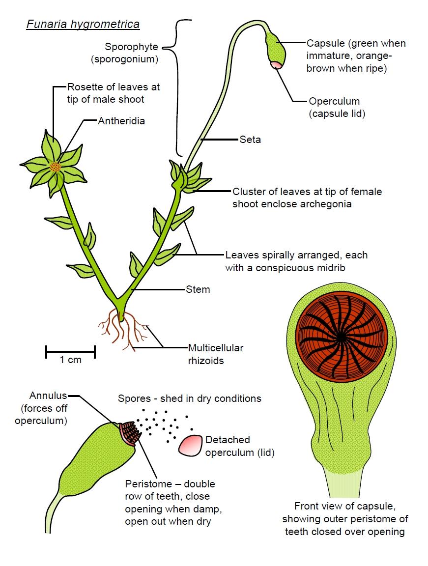 Moss_fig_a_labeled.jpg