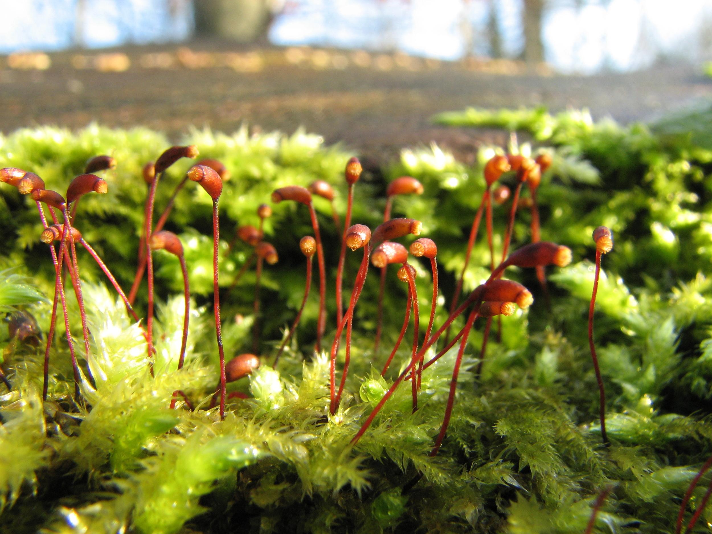 Moss_spores.jpg