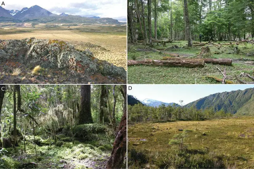 Mosses-of-Capitan-Prat-Province-A-Pohlia-nutans-B-Racomitrium-didymum-C-Acrocladium.png