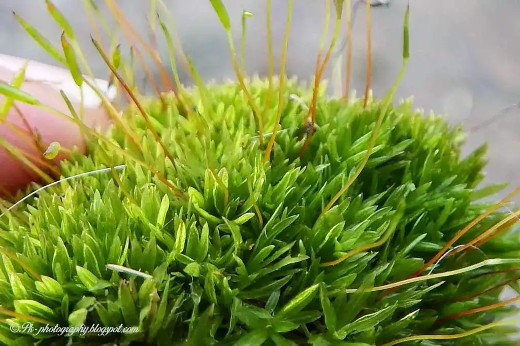 Mosses-plant-01.jpg