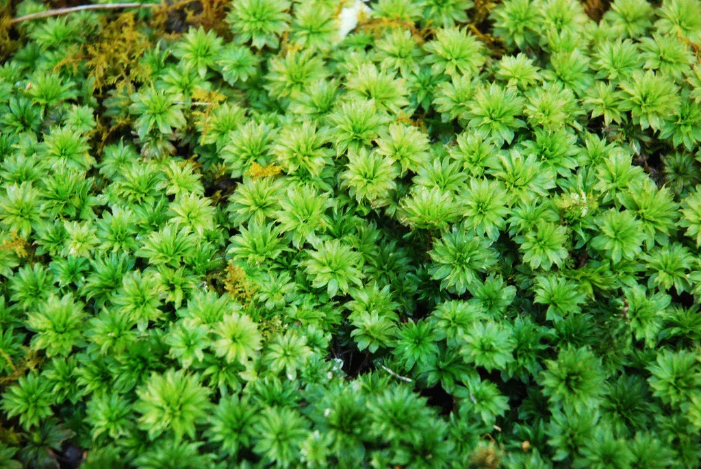 MountainMoss_ID_Rhodobryum_001.jpg