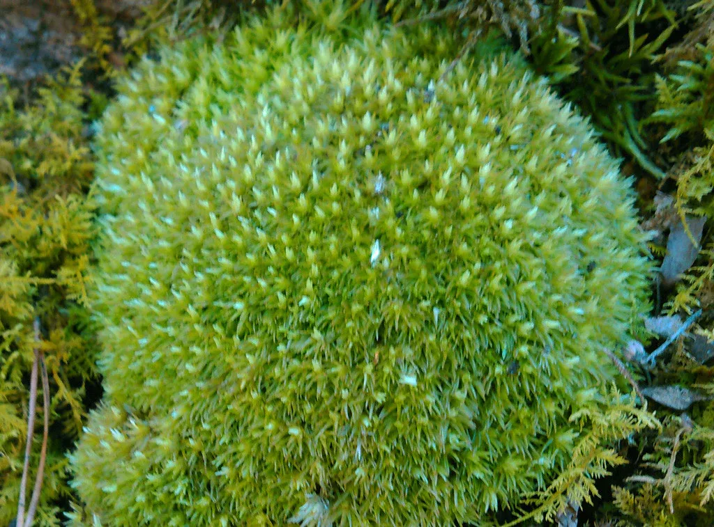 MountainMoss_Leucobryum_glaucum.jpg