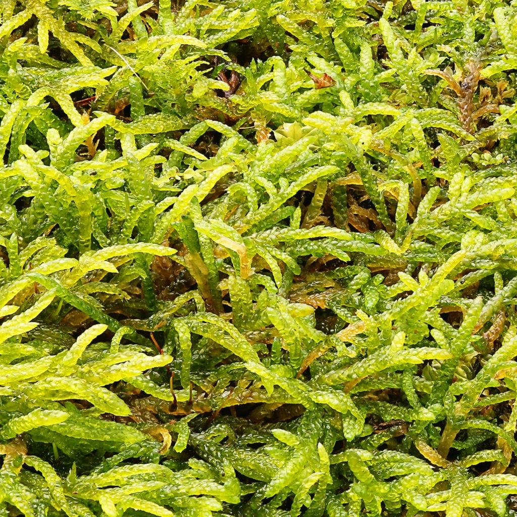 MountainMoss_Moss_Species_Entodon_002.cropped-1-1024x1024.jpg