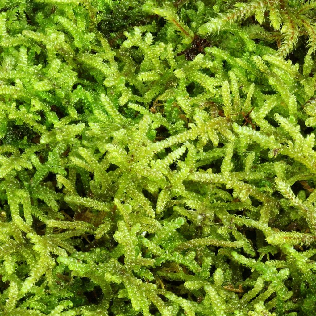 MountainMoss_Moss_Species_Hypnum_002.cropped-1024x1024.jpg