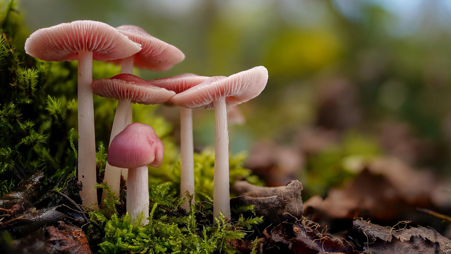 Mushrooms_Closeup_mycena_rosea_Moss_Bokeh_608594_1920x1080.jpg