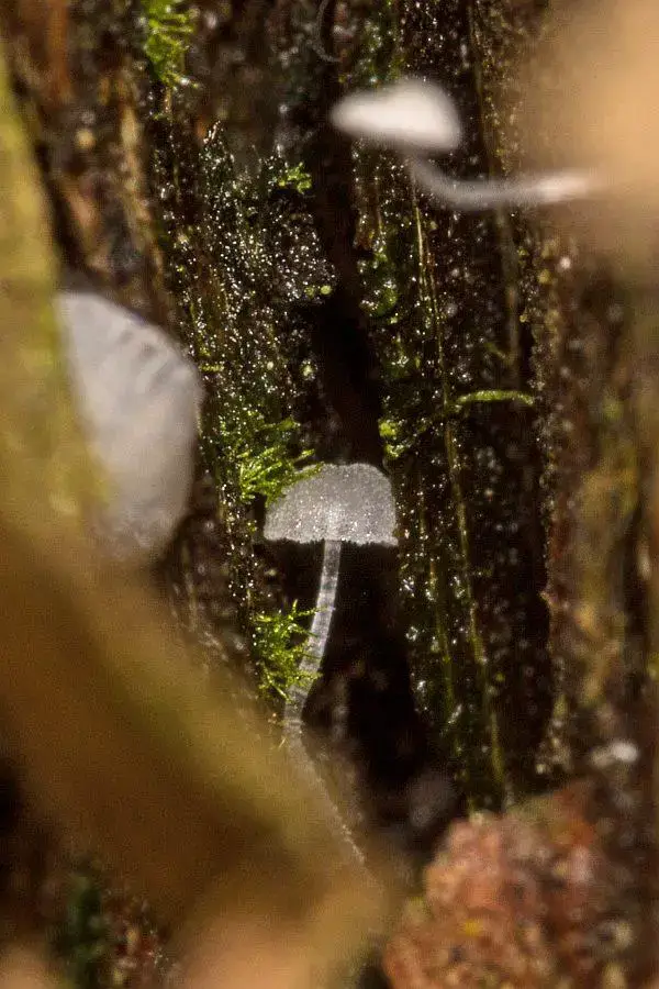 Mycena_adscendens_01_31-12-2021.jpg