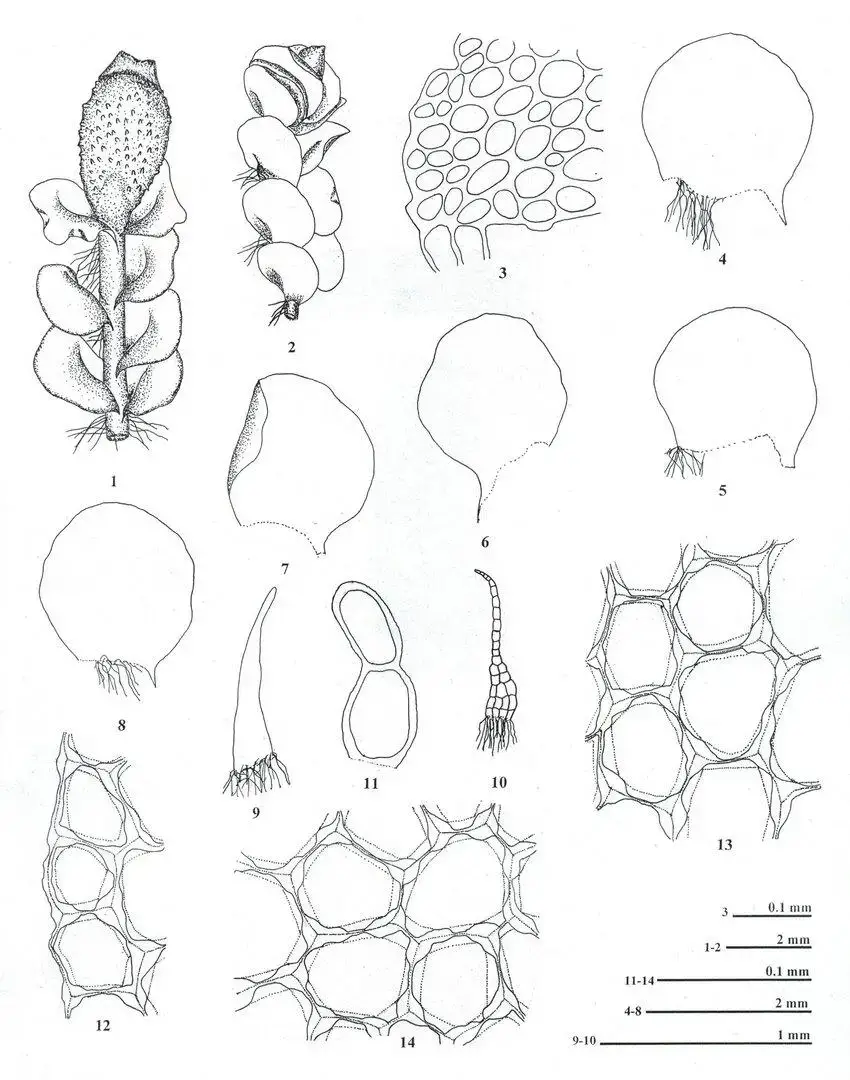 Mylia-taylorii-Hook-Gray-1-Plant-with-perianth-2-A-portion-of-plant-3-Cross.jpg