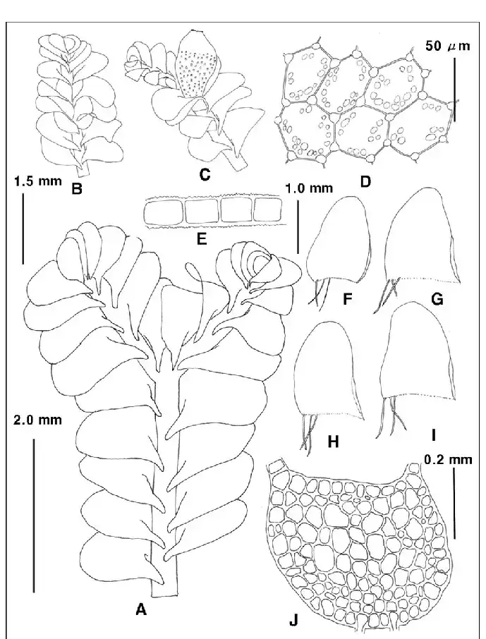 Mylia-verrucosa-Lindb-A-plant-dorsal-view-B-male-plant-C-perianthous-plant-D.png