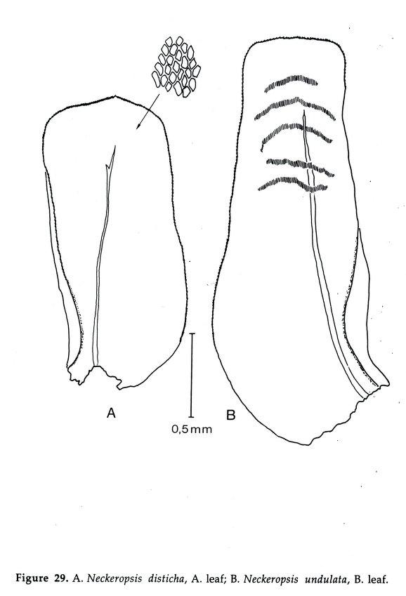 NECKEROPSIS%2BUNDULATA.jpg