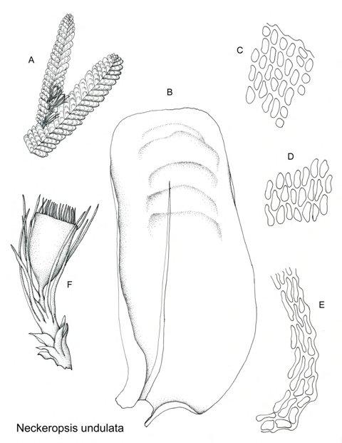 NECKEROPSIS%2BUNDULATA%2BC.jpg