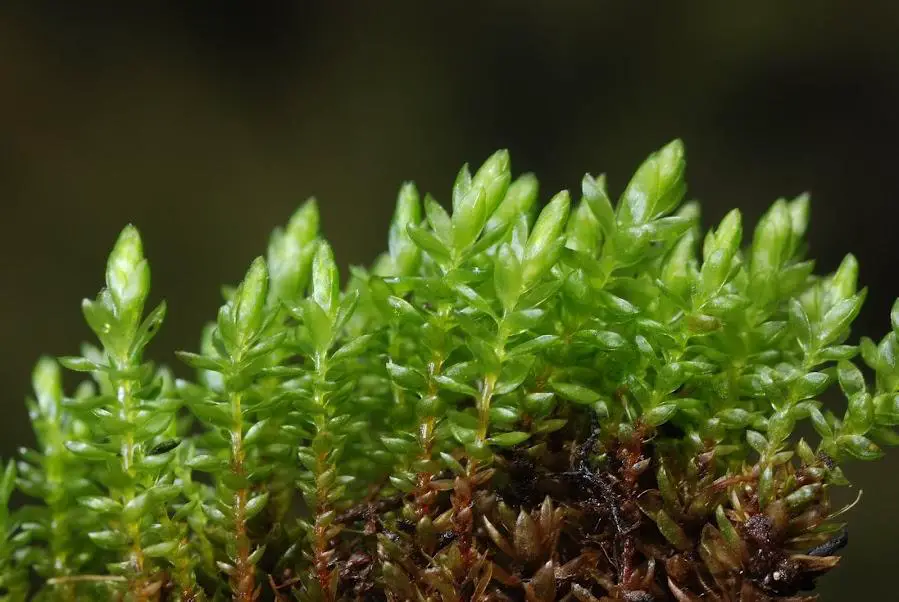 NK_Ochiobryum_blandum_2.jpg