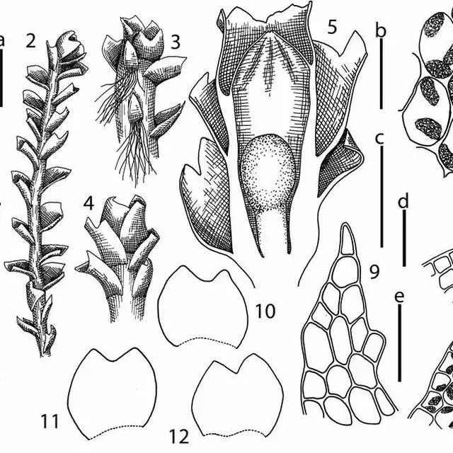 Nardia-hiroshii-Amakawa-1-shoot-lateral-view-2-shoot-dorsal-view-3-perianthous_Q640.jpg