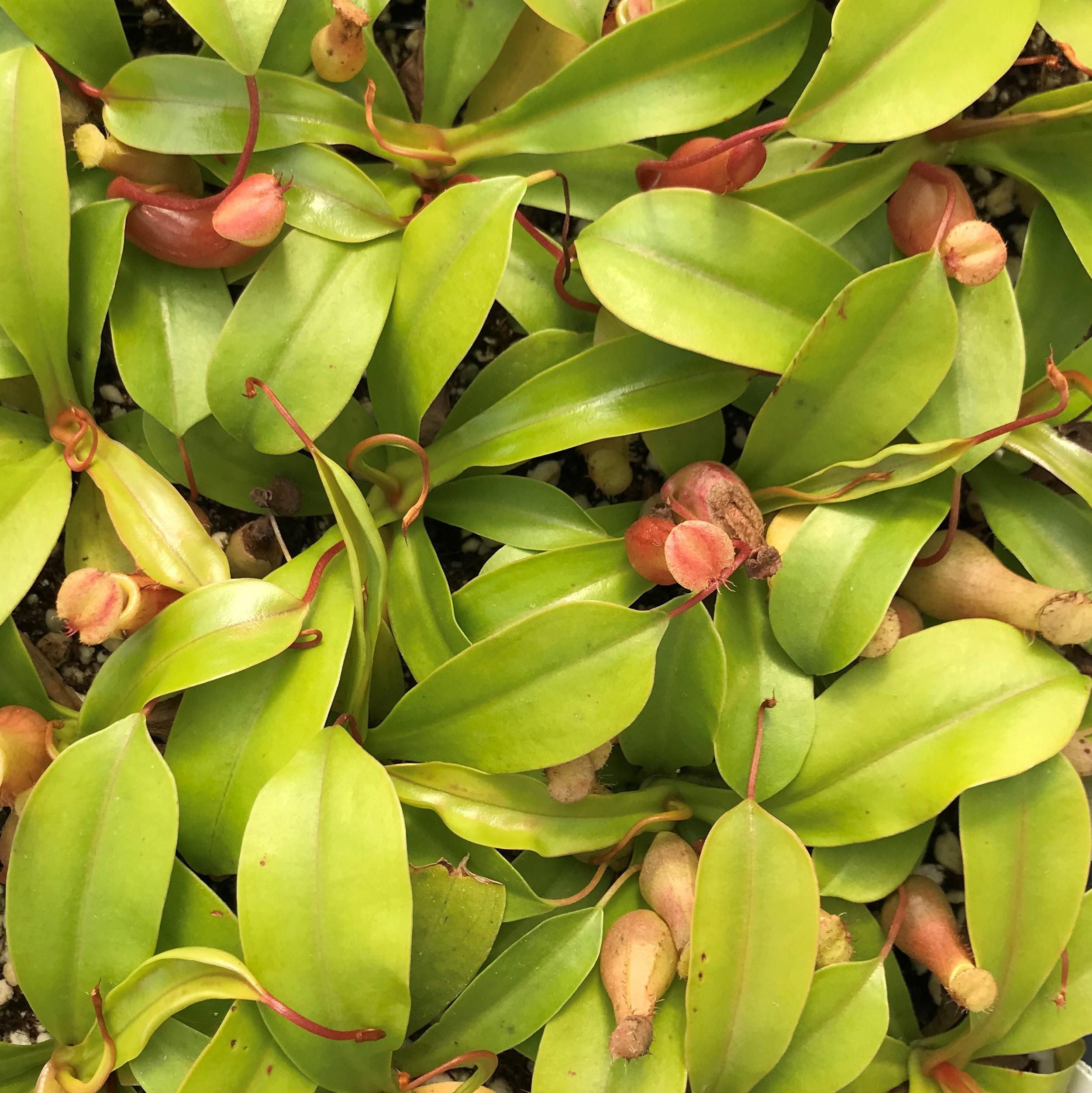 Nepenthes-alata-Pitcher-Plant-March2.jpg