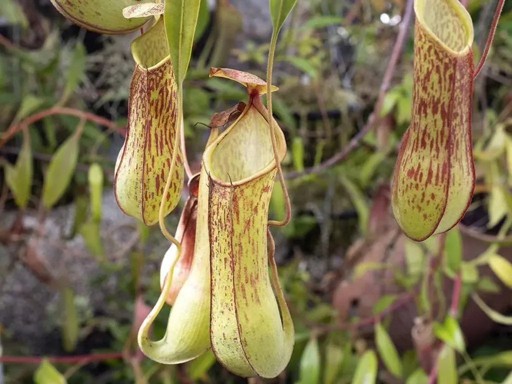 Nepenthes-alata-upper-pitchers.jpg