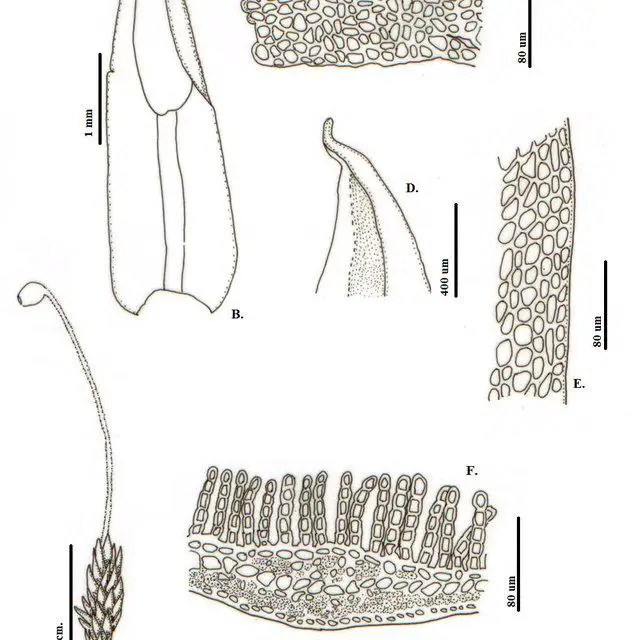 Notoligotrichum-trichodon-Hookf-WilsonGLSm-A-Habito-B-F-Hoja-B-Vista_Q640.jpg