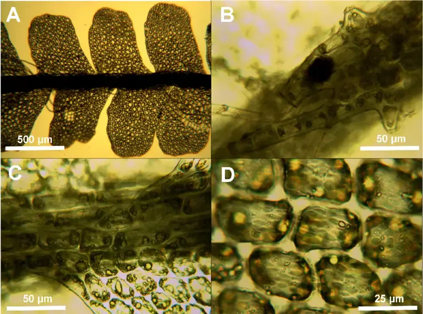 Notoscyphus-lutescens-A-ventral-view-of-shoot-B-underleaf-C-dorsal-stem-surface-D.png