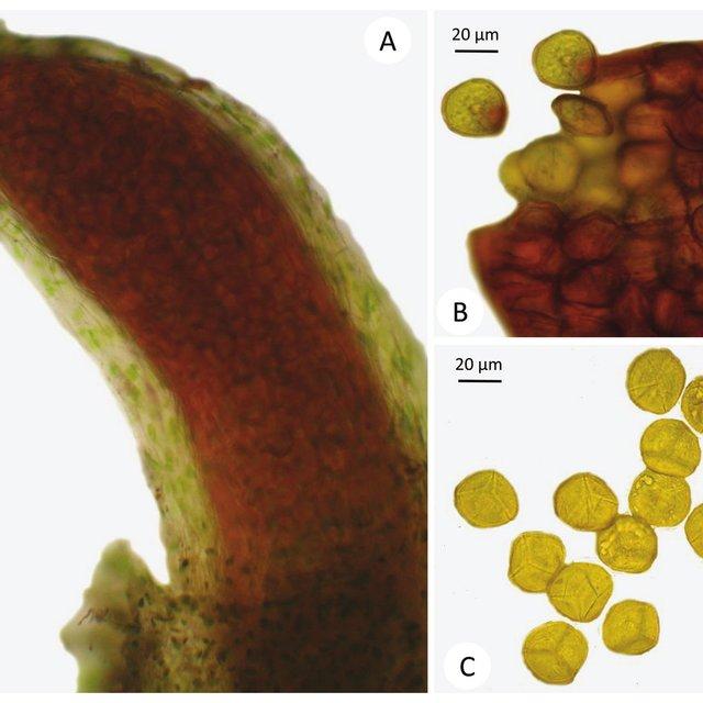 Notothylas-vitalii-Udar-Sigh-A-Sporangium-inside-the-involucre-B-Apical-region-of_Q640.jpg