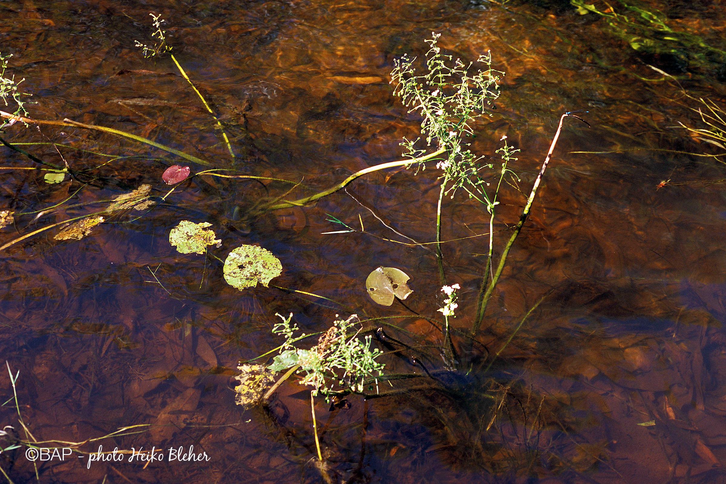 Nymphoides-cristata_Plant-Creek_Kakadu-Creek_NT_Australia_HBleher.jpg