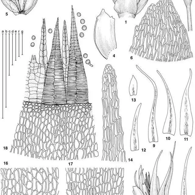 Ochyraea-tatrensis-1-Perigonium-2-4-Perigonial-bracts-sequentially-from-outermost-to_Q640.jpg