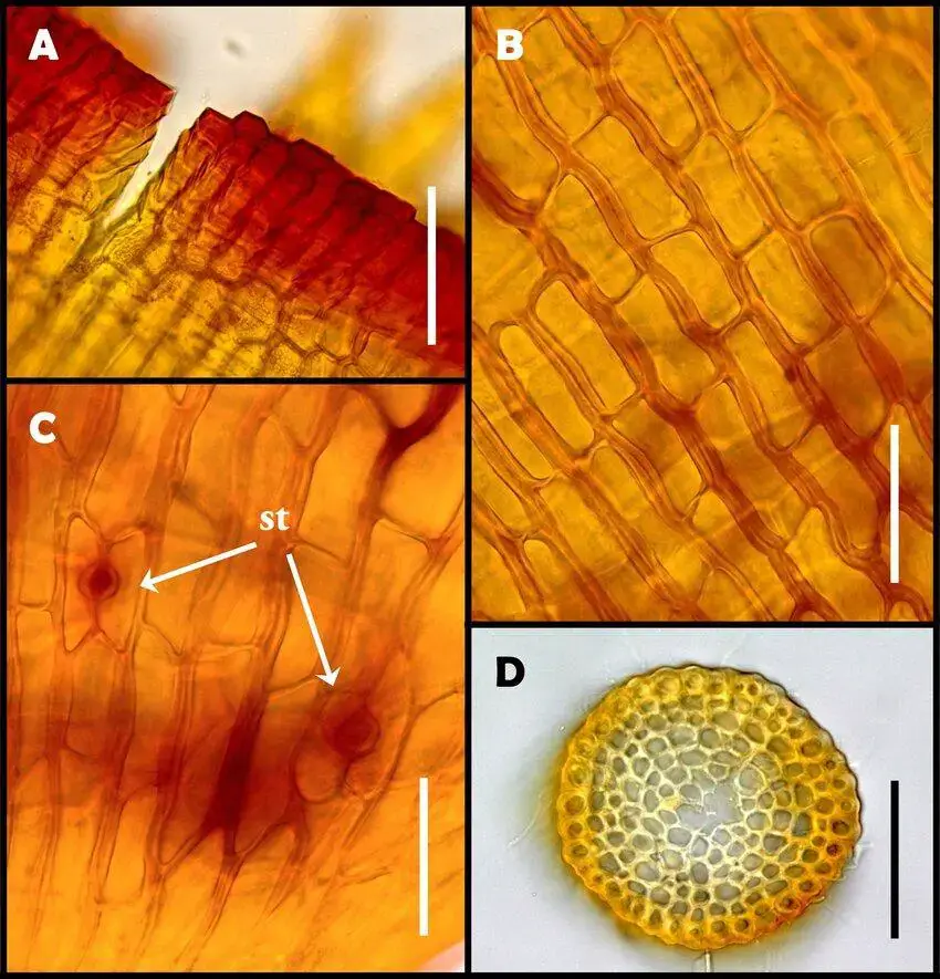 Octoblepharum-benitotanii-Salazar-Allen-Chantanaorr-sp-nov-A-Upper-exothecial.jpg