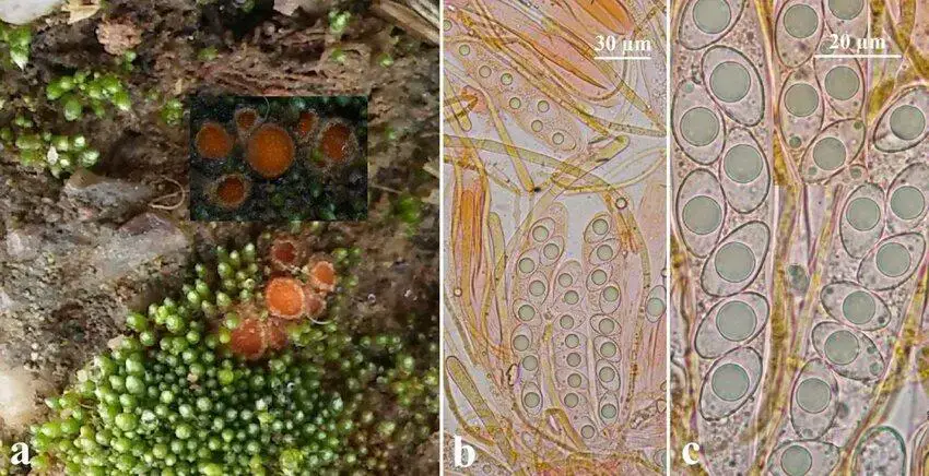 Octospora-leucoloma-a-ascocarps-b-asci-and-paraphyses-c-ascospores-312-Octospora.png