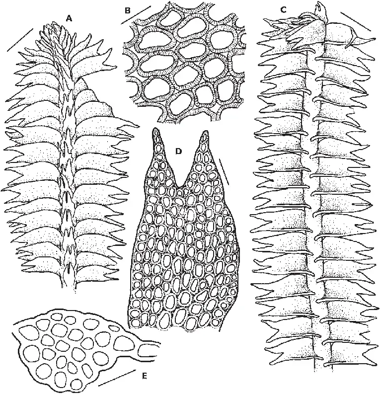 Odontoschisma-bifidum-A-Habit-in-ventral-view-B-Mid-leaf-cells-C-Habit-in-dorsal.png