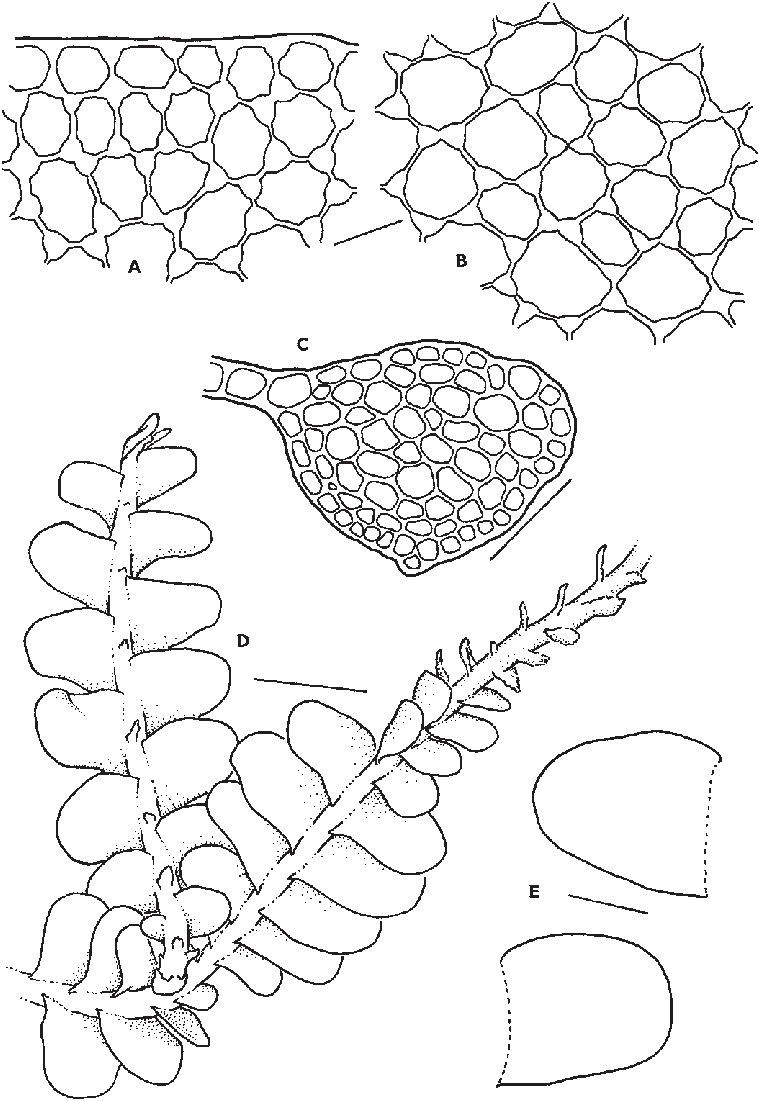 Odontoschisma-denudatum-subsp-sandvicense-A-Cells-at-leaf-margin-B-Mid-leaf-cells.png