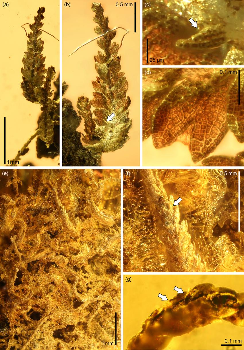 Odontoschisma-dimorpha-a-Two-ascending-shoots-in-top-view-note-physical-connection.png