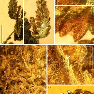 Odontoschisma-dimorpha-a-Two-ascending-shoots-in-top-view-note-physical-connection_Q320.jpg