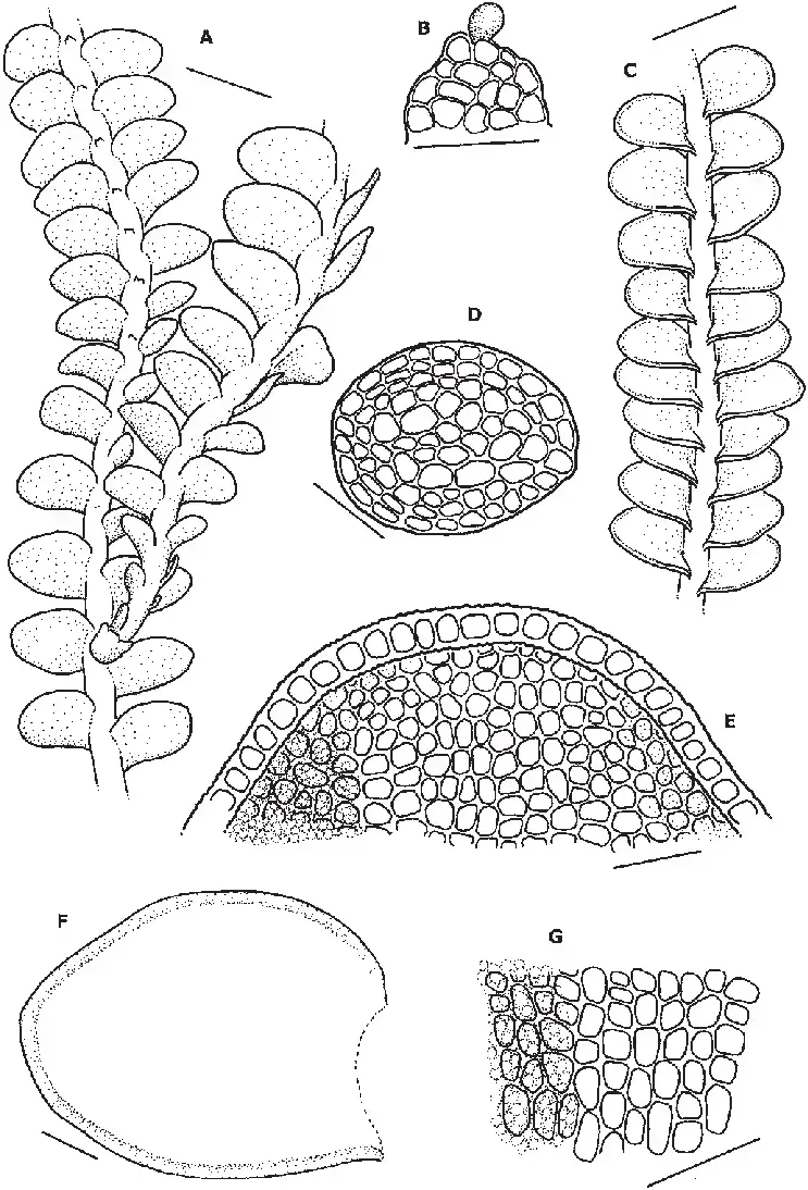 Odontoschisma-grosseverrucosum-A-Habit-in-ventral-view-B-Underleaf-C-Habit-in.png