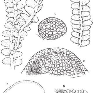 Odontoschisma-grosseverrucosum-A-Habit-in-ventral-view-B-Underleaf-C-Habit-in_Q320.jpg