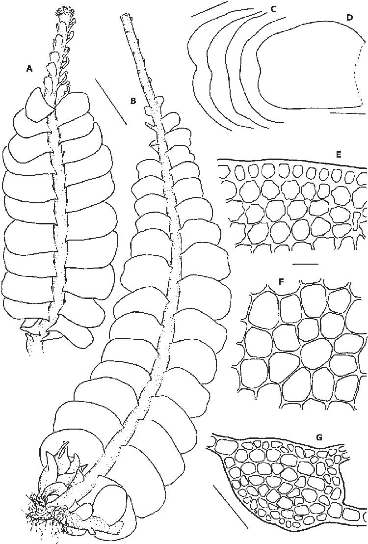 Odontoschisma-longiflorum-A-Habit-with-gemmiparous-shoot-in-dorsal-view-B-Habit-with.png