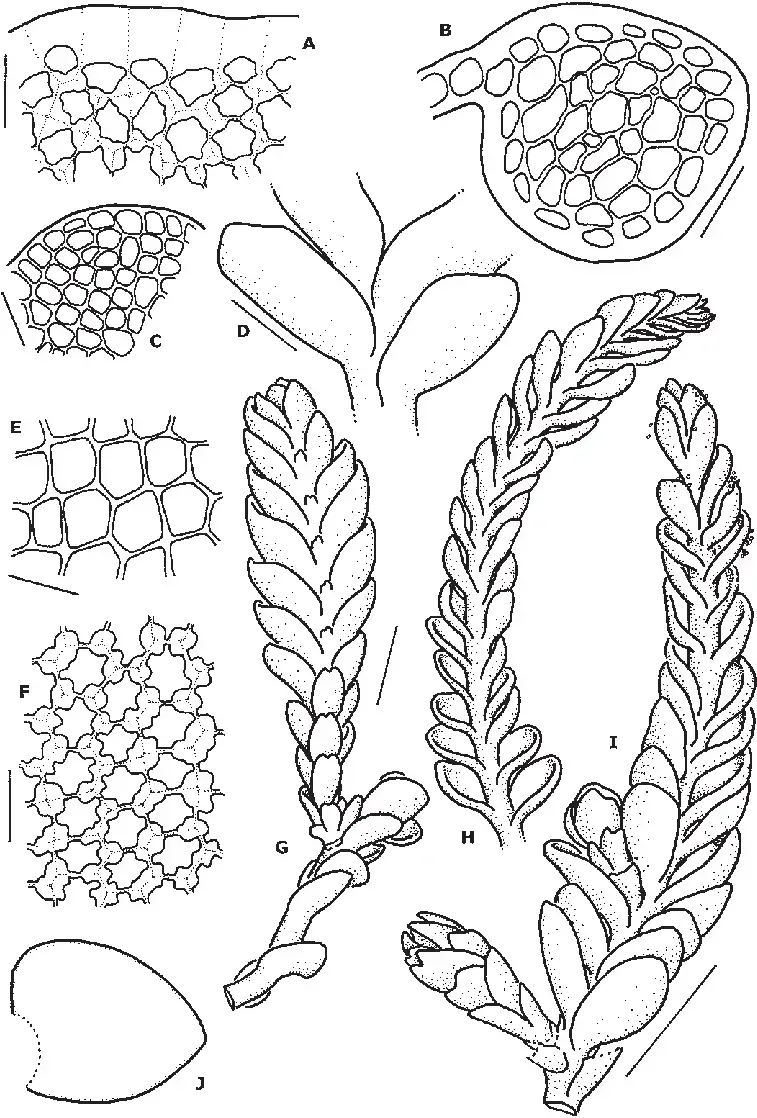 Odontoschisma-purpuratum-A-Cells-at-leaf-margin-B-Cross-section-of-stem-C-Cells-at.png