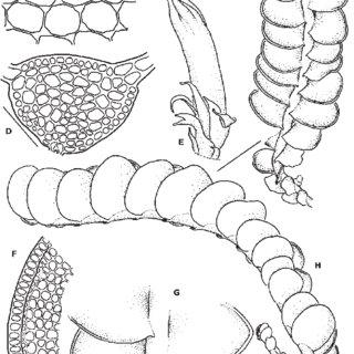 Odontoschisma-sphagni-A-Mid-leaf-cells-B-Leaf-C-Habit-in-dorsal-view-D-Cross_Q320.jpg