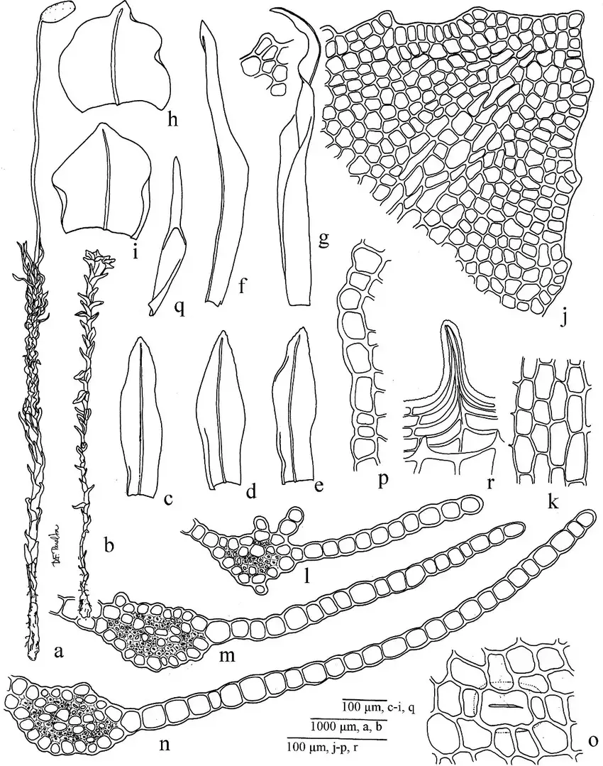 Oligotrichum-denudatum-a-Female-gametophyte-b-Male-gametophyte-c-e-Leaves-f-g.png