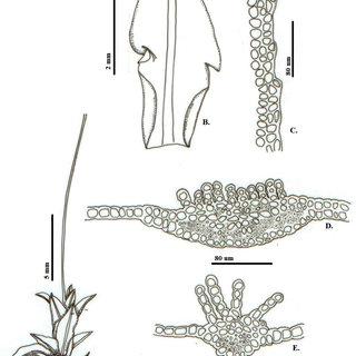 Oligotrichum-erosum-Hampe-Lindb-AHabito-B-E-Hoja-B-Vista-general-C-Detalle-del_Q320.jpg