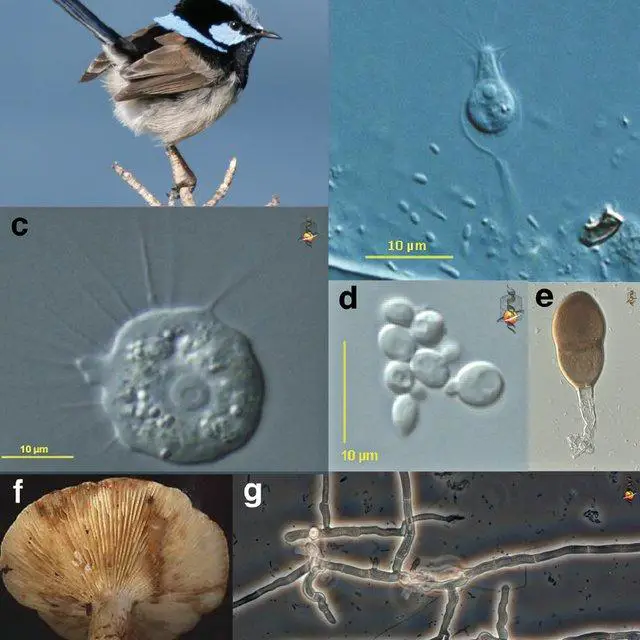 Opisthokonts-Panels-a-b-show-holozoans-whereas-panels-c-g-show-Holomycetes-a_Q640.jpg