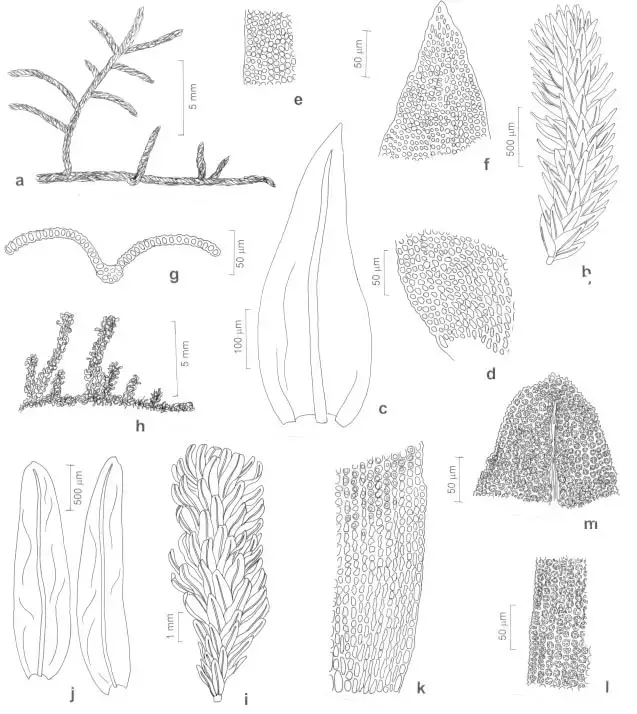 Orthotrichaceae-a-g-Macrocoma-frigida-Muell-Hal-Vitt-a-Aspect-of-the-gametophyte.png