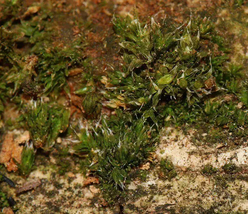 Orthotrichum-diaphanum-Brid.-623789.jpg